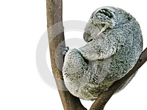 Koala Sleeping in Fetal Position Isolated on White