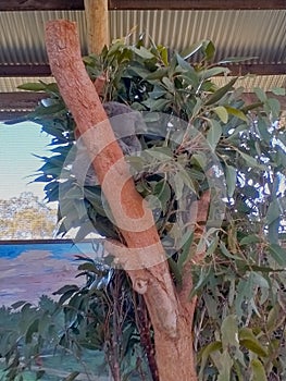 Koala sleeping snuggle cuddle gumtree Australia zoo tree