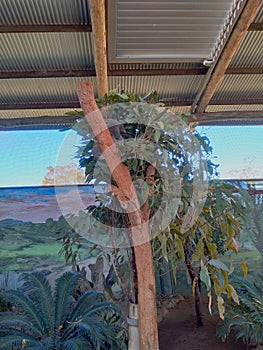 Koala sleeping snuggle cuddle gumtree Australia zoo tree