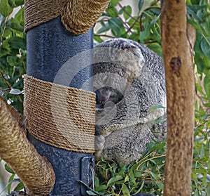 Koala sleeping on a tree with blurred background