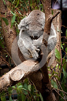 Koala Sleeping in a Tree