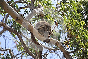 Koala sleeps on  branch of eucalyptus, on sunny day