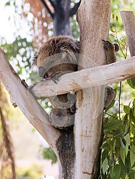 Koala sleeps on felled trees in Gan Guru kangaroo park in Kibutz Nir David, Israel