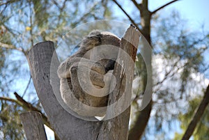 Koala Snoozing in the Sun