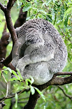 Koala snoozing in a tree photo