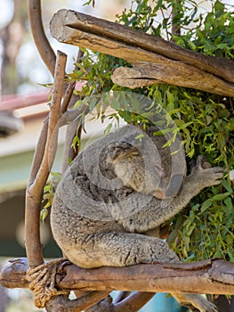 Koala is a species of marsupials that lives in Australia.