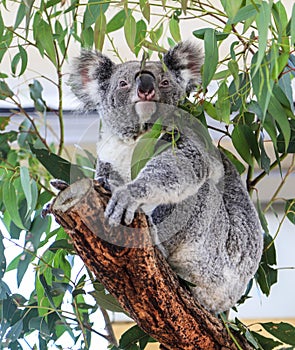 Koala in sydney zoo,australia