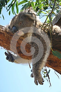 Koala takes a nap photo