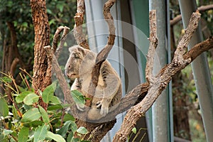 Koala at Taronga Zoo.