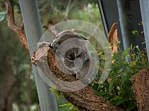 Koala at Taronga Zoo.