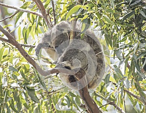 Koala at the top of an Australian gum tree.