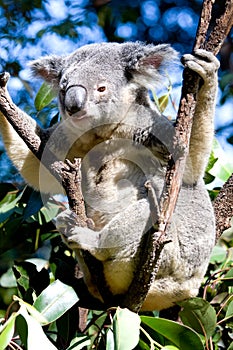 Koala in a tree