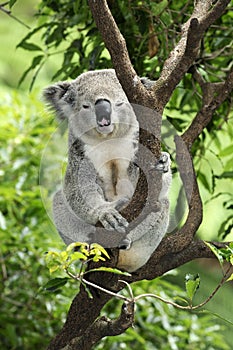 Koala in tree