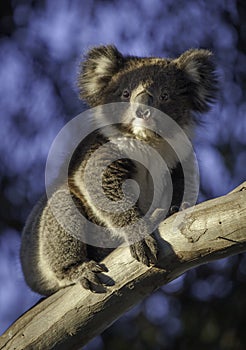 Koala on a tree