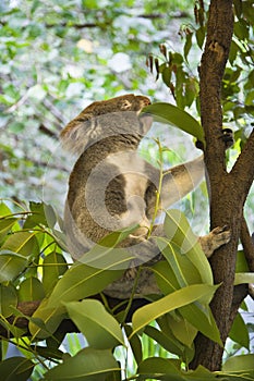 Koala in tree.