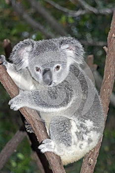 Koala in Tree