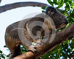 Koala on a tree, Australia