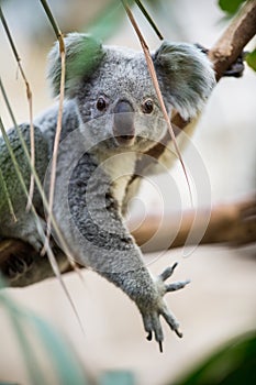Koala on a tree photo