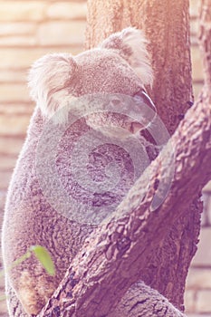 Koala in Tree, Chiangmai Zoo, thailand