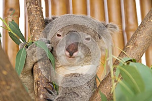 Koala on the tree