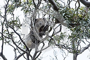 Koala in tree photo