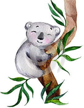Koala koala on a tree