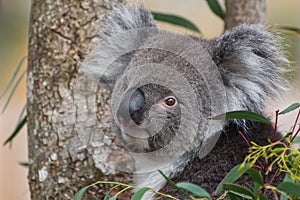 Koala in a tree looking at the camera photo