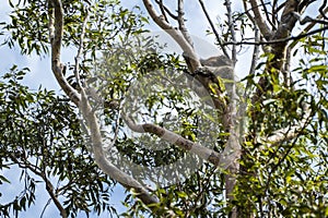 Koala in the tree relaxing and sleeping
