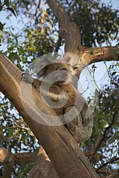 Koala on tree at sunset