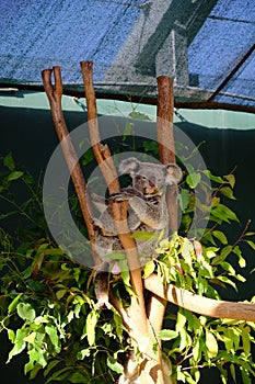 Koala on the tree, taken at Wildlife Sydney Zoo.