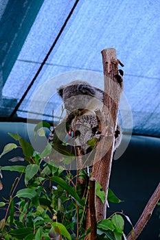 Koala on the tree, taken at Wildlife Sydney Zoo.