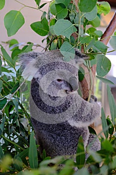 Koala on the tree, taken at Wildlife Sydney Zoo.