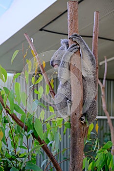 Koala on the tree, taken at Wildlife Sydney Zoo.