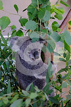 Koala on the tree, taken at Wildlife Sydney Zoo.