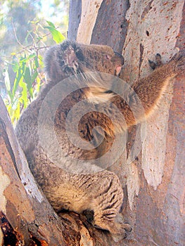 Koala on Tree Trunk