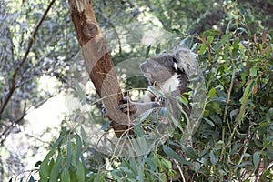 Koala on a tree trunk