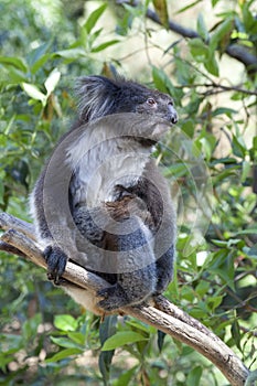 Koala on a tree trunk