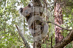 Koala on a tree in the wild.