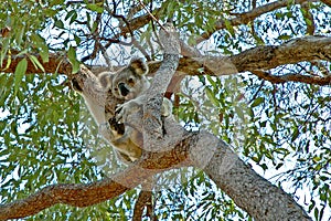 Koala up a gum tree #2