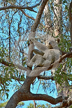 Koala up a gum tree