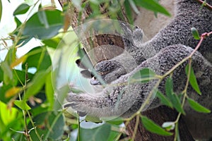 Koala paws