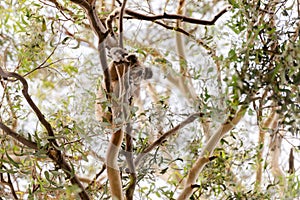 Koala in the wild