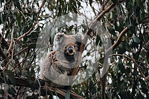 Koala in the wild with gum tree on the Great Ocean Road, Australia. Somewhere near Kennet river. Victoria, Australia.