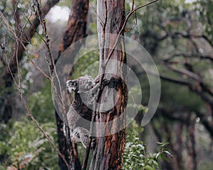 Koala in the wild with gum tree on the Great Ocean Road, Australia. Somewhere near Kennet river. Victoria, Australia.