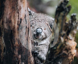 Koala in the wild with gum tree on the Great Ocean Road, Australia. Somewhere near Kennet river. Victoria, Australia.