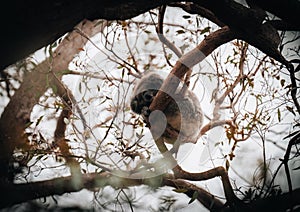 Koala in the wild with gum tree on the Great Ocean Road, Australia. Somewhere near Kennet river. Victoria, Australia.