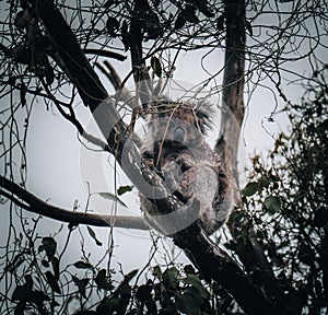 Koala in the wild with gum tree on the Great Ocean Road, Australia. Somewhere near Kennet river. Victoria, Australia.