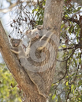 Koala and young baby joey resting in a gumtree sunny Australia