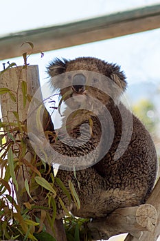 Koala at the zoo Gan Guru in Israel