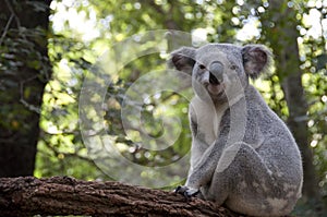 Koala2